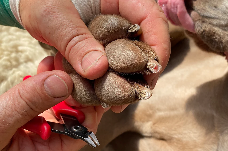 Krallenpflege beim Hund